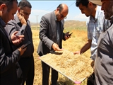 آغاز برداشت محصول «کاملینا» از مزارع خداآفرین